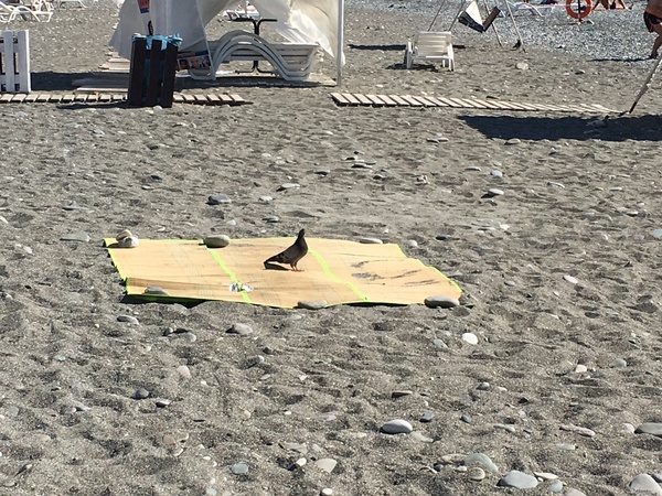 Какая ципочка загорает!