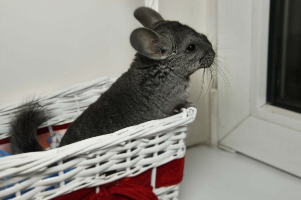 I'll give you a chinchilla for free :3 - My, Chinchilla, I will give, Is free, Moscow, In good hands, Longpost