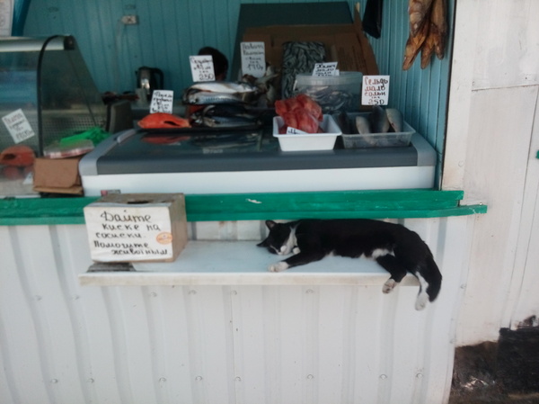 Give the pussy for sausages - cat, Crimea, Sevastopol, Animals