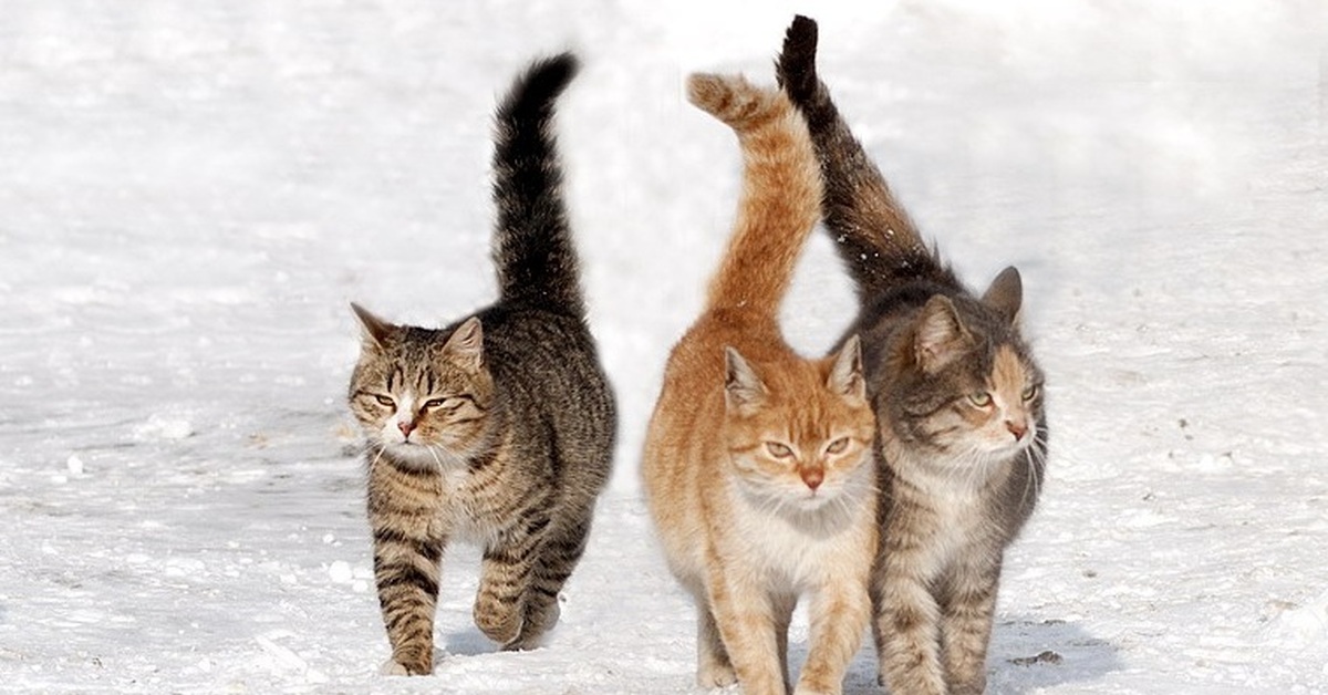 девушка в стрессе. лексика. невежа и невежда картинки. девушка эмоции. анекдот про решетиловку.