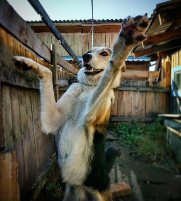 Hello! - My, Dog, Village, 