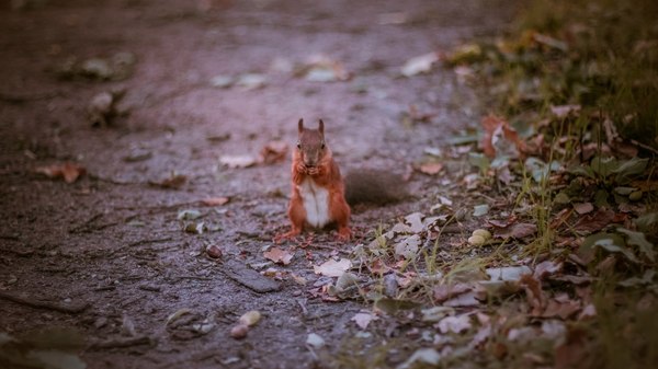 Squirrel - My, Squirrel, Cpcchio, Walk