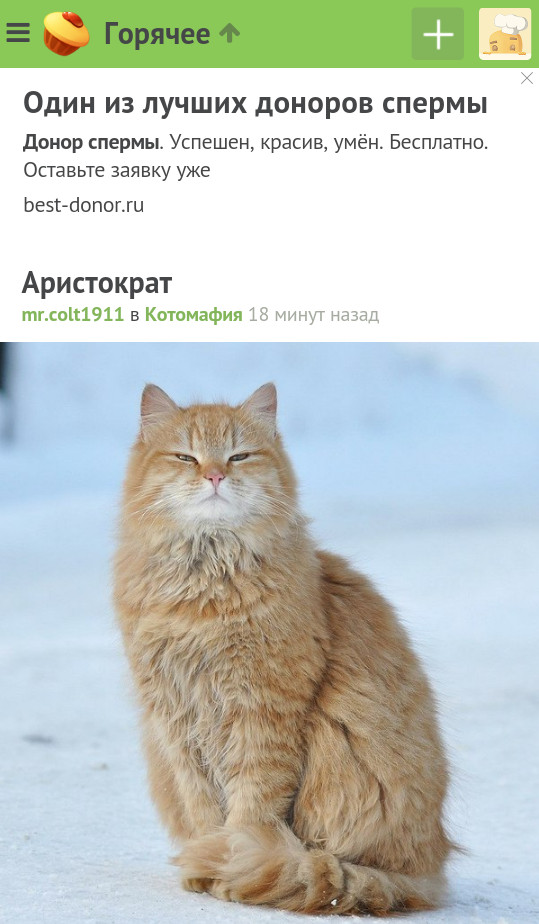 Clearly one of the best. - contextual advertising, cat