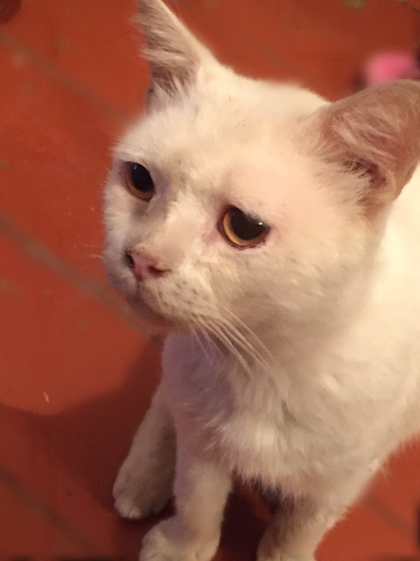 When I realized that I had lost my bells - My, cat, The photo, Eyes, , Turkish Van