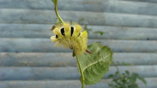 I ask the League of Entomologists for help - My, Entomology, Insects, Caterpillar, Who is this?