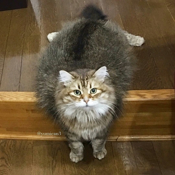 ������� ������� ��������, ����� ������