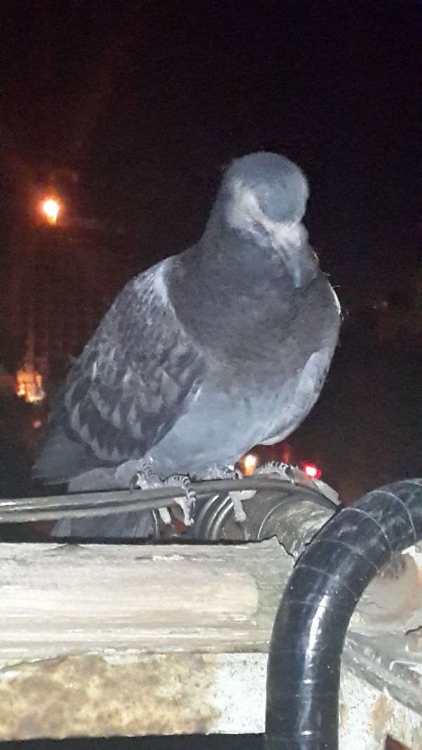 Oh those pigeons - Sorry for the bird, Bravery, Longpost, Courage, My, Pigeon, Night, Odessa