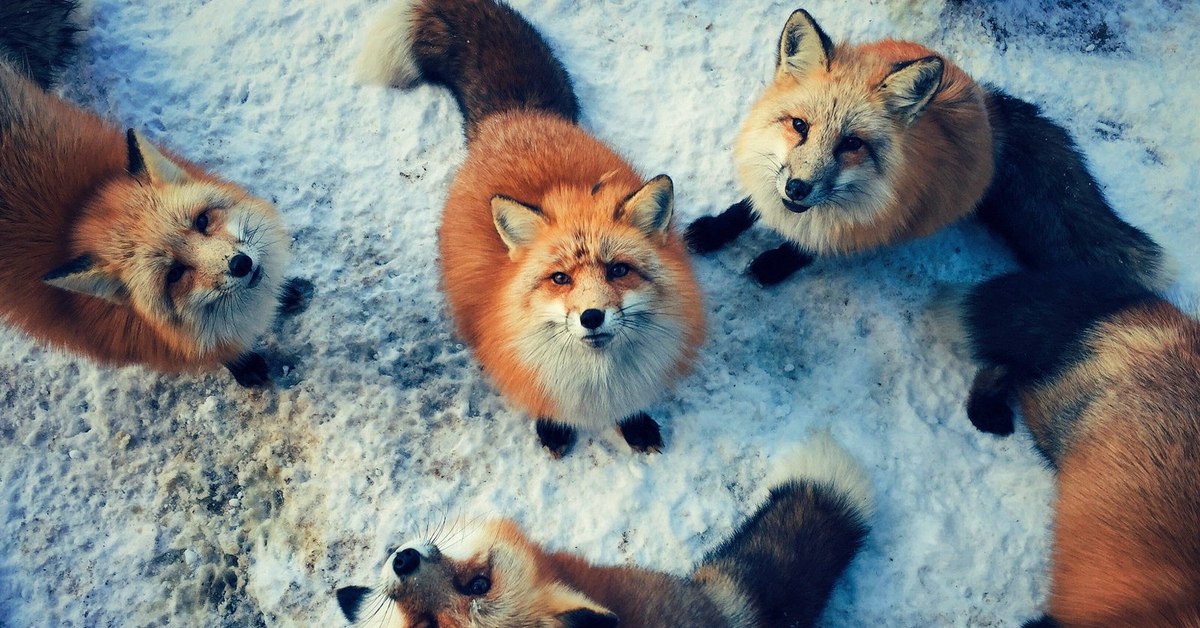 Fox look