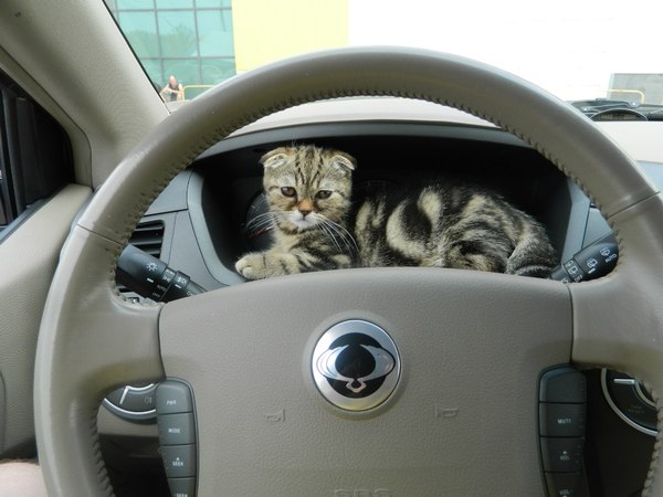 vip place - cat, VIP, Very, Important, Person, Photo, Auto