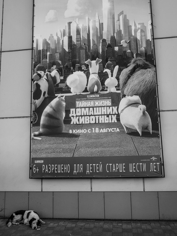 Домашних...животных...