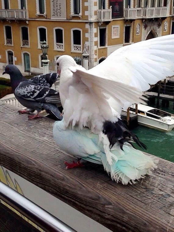 Pigeons have fun - My, , Pigeon, , Entertainment, Nature, Travels, Venice, Bridge, Longpost