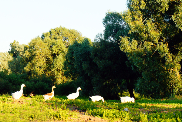 We walk together, paw in paw! - My, Summer, Animals, Birds