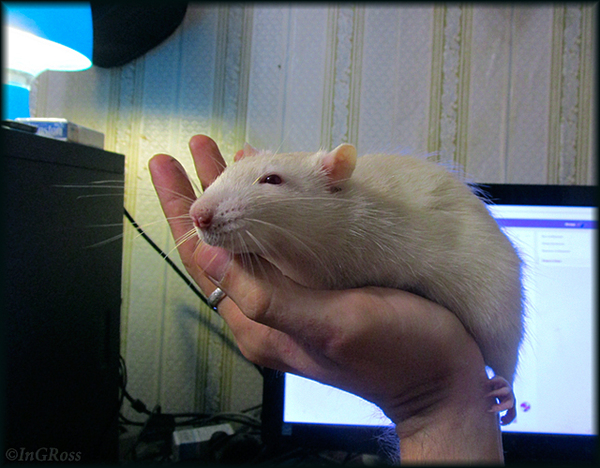 - � ��� � ��� ������ (�����).