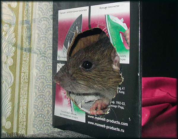 ������ ���������� (����).