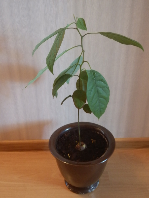 Avo avocado, avo avocado - My, Avocado seed, Avocado, Text, Longpost, Agronomy, , Growing