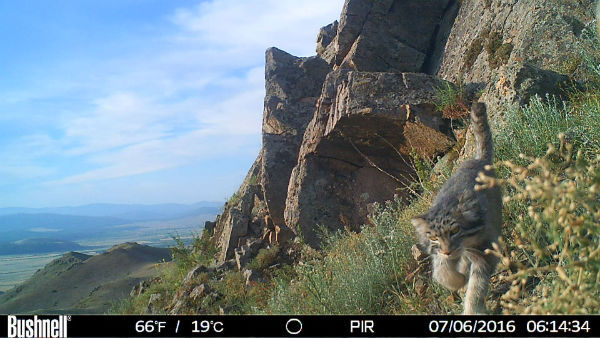 Mysterious manul cat fell into a camera trap - Pallas' cat, Phototrap, Reserve, Longpost, Reserves and sanctuaries