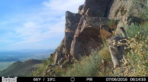 Mysterious manul cat fell into a camera trap - Pallas' cat, Phototrap, Reserve, Longpost, Reserves and sanctuaries