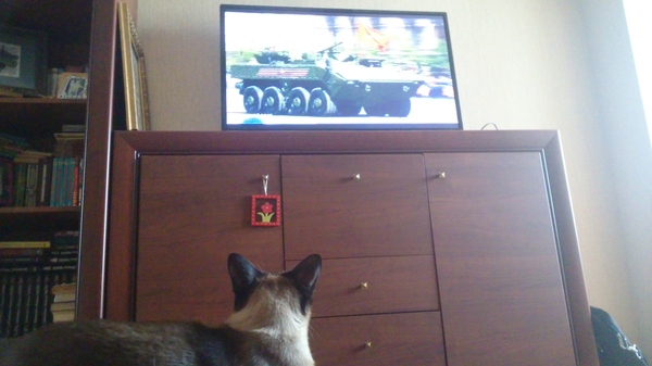 Victory parade - cat, My, Photo, Victory parade, TV set