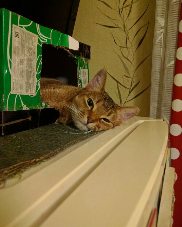 ��� �� ������ �� ���������?!