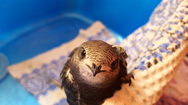 Saving an ordinary swift. - Swift, My, Longpost, Crimea, Kindness, Birds