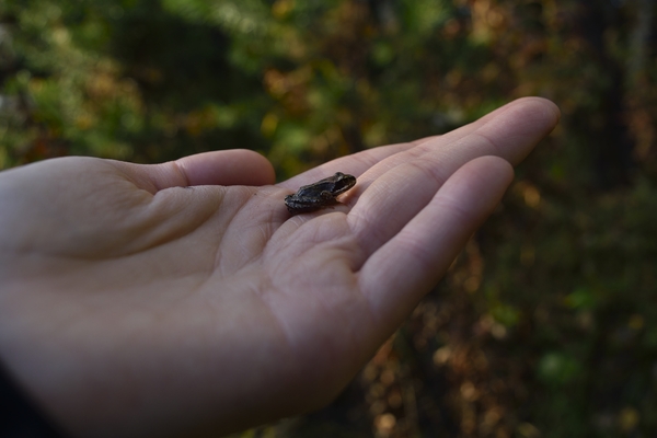 Arkhangelsk forest - My, Forest, Arkhangelsk, Frogs, Mushrooms, Autumn, Photo