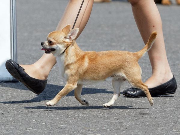 Pokemon GO (realism)