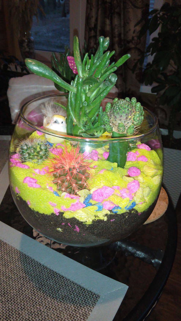 I decided to try to make phytoterrariums. Here's what happened. (Maybe they don't even have that name.) - My, , , Cactus, Opinion, 