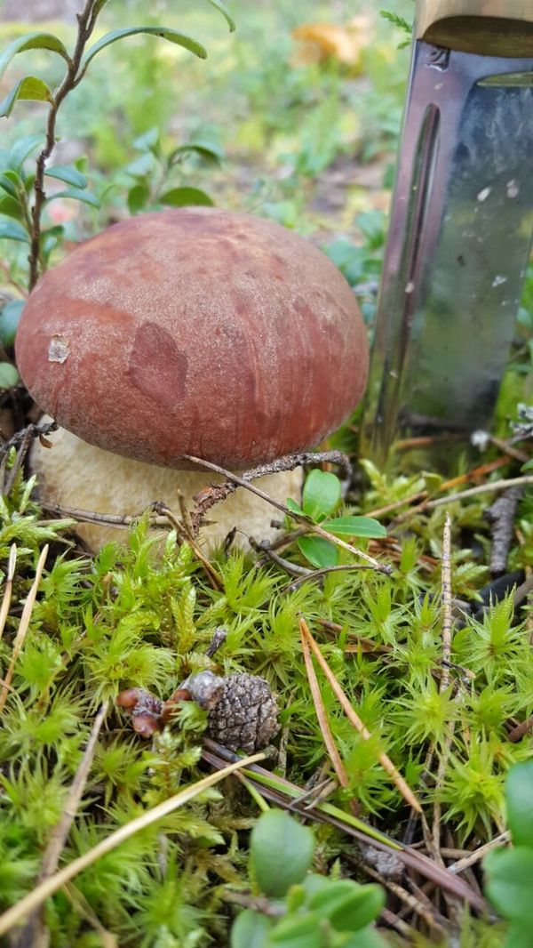 Baby, I've come for you. - My, Mushrooms, Autumn, Joy, Cockerel Town