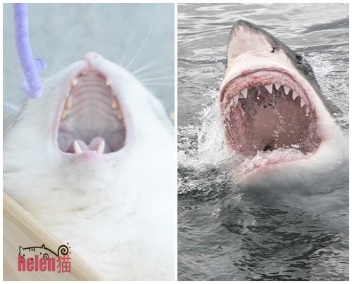 Face similarity - cat, Shark