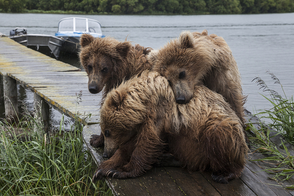 Orphans of the bear Pushkina... - The Bears, Kamchatka, Mikhail Korostelev