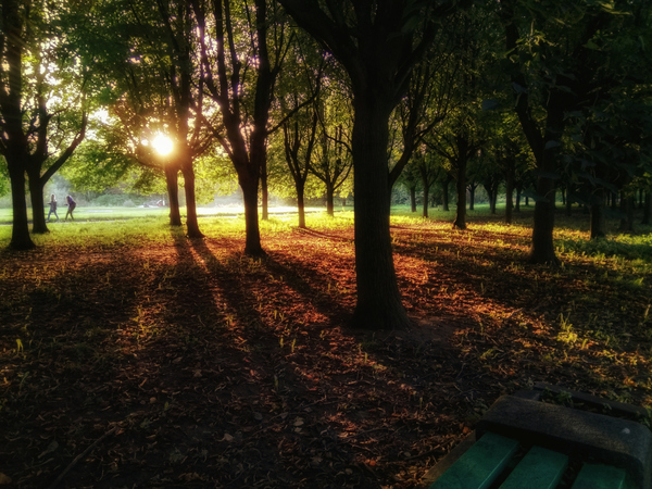 Autumn landscapes of the South Seaside Park, St. Petersburg - My, Autumn, Saint Petersburg, Xiaomi, Snapseed, Vsco, Longpost