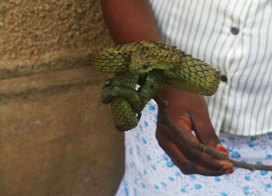 The most fluffy snake - prickly bush viper (Atheris hispida) - Vipers, Africa, Snake, Poisonous animals