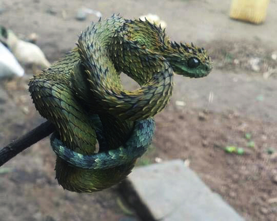 Самая пушистая змея - колючая кустарниковая гадюка (Atheris hispida) |  Пикабу