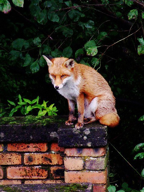 Foxes in the city - Fox, Fyr, Roof, Town, Milota, Animals