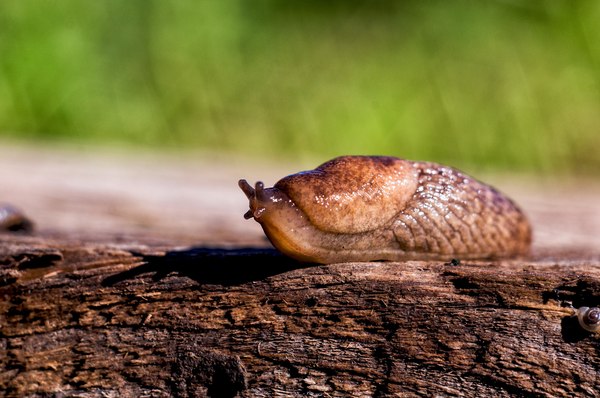 Onward to Friday! - My, Photo, Slug, Macro, Sony, , My, Slug, Macro photography