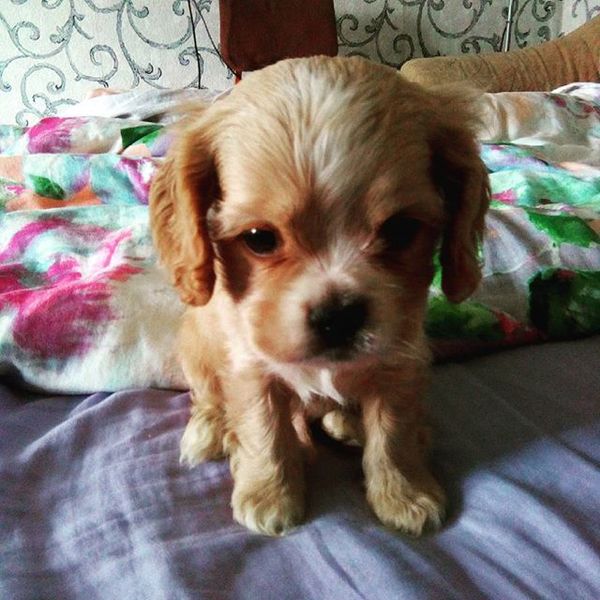 Is there a breed of dog cuter than this? - Dog, Milota, , Cavalier king charles spaniel, Breed, Animals, Puppies