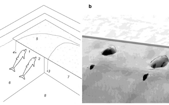 Analysis of the acoustic signals of bottlenose dolphins showed that they may have developed spoken language - Geektimes, Dolphin, Language, Analysis, Ecology, Nauchpop, The science, Interesting, Longpost