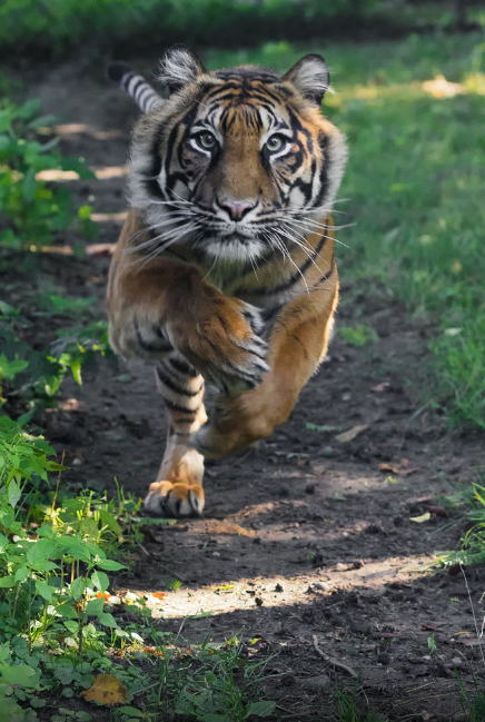 Uh-uh, it's time to do the legs!!! - Animals, Tiger, Sight