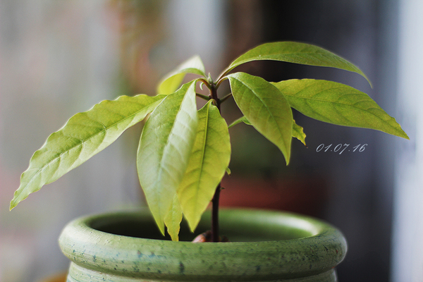 My avocado plantation - My, Avocado, Avocado from the pit, Avocado seed, Tree, Plantation, Longpost