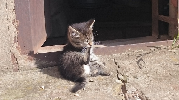 When the sky is still blue-blue, and the grass is green-green - My, Kotyak, Youth, cat