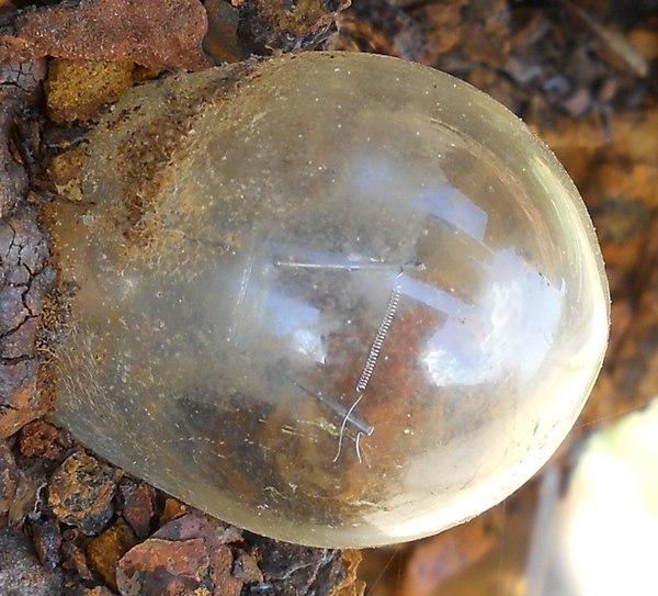 A light bulb in a sunken lorry - My, The Great Patriotic War, Semi-and-a-half, The road of life, Bulb, Leningrad blockade, Photo, The photo