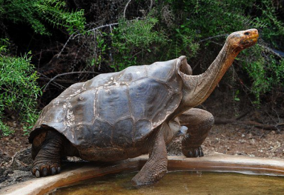 The male Galapagos tortoise single-handedly saved his species from extinction - news, Turtle, Reproduction, 