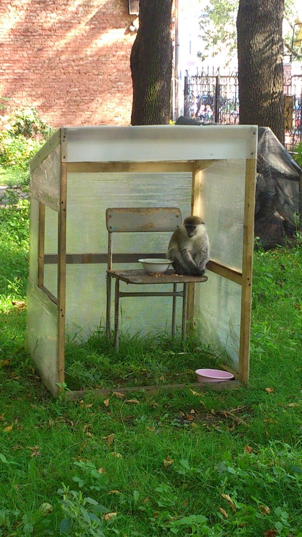 When I moved out from my parents - My, moved out, Monkey