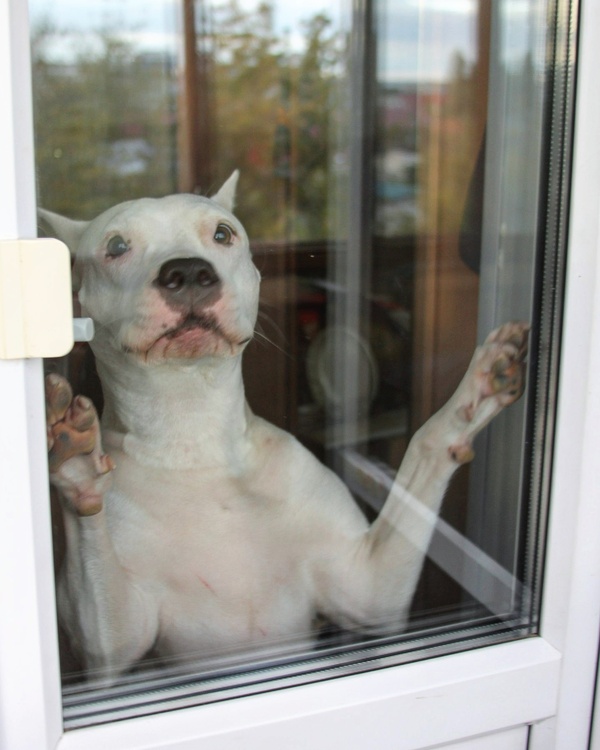 Well, let's go to the balcony! - My, Dog, Phenotype, Pitbull, , Tag