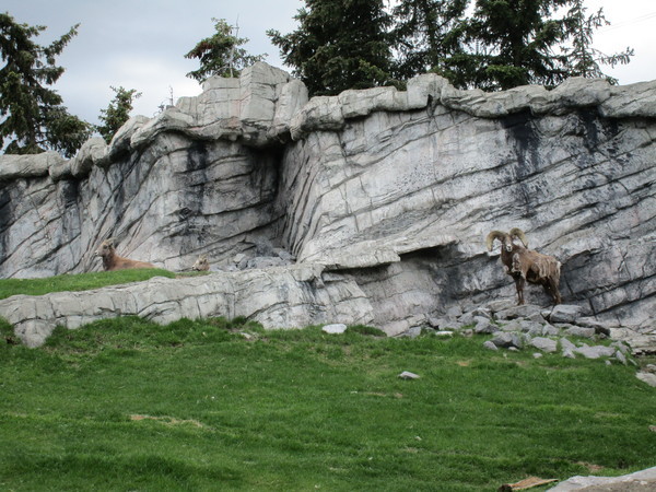 Zoo in Calgary - My, Canada, Zoo, Longpost