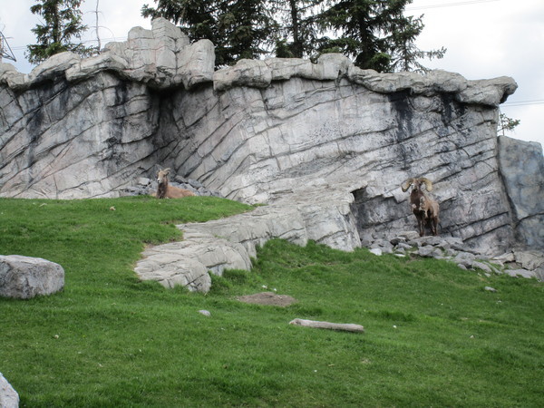 Zoo in Calgary - My, Canada, Zoo, Longpost