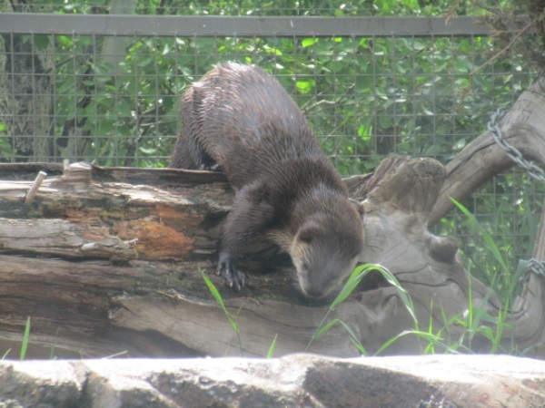 Zoo in Calgary - My, Canada, Zoo, Longpost