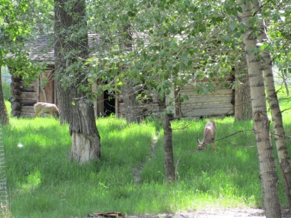 Zoo in Calgary - My, Canada, Zoo, Longpost