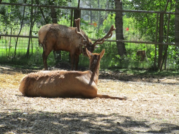 Zoo in Calgary - My, Canada, Zoo, Longpost