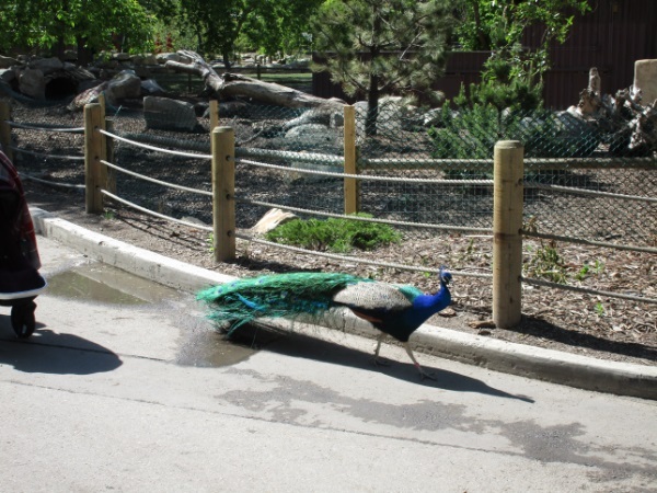 Zoo in Calgary - My, Canada, Zoo, Longpost